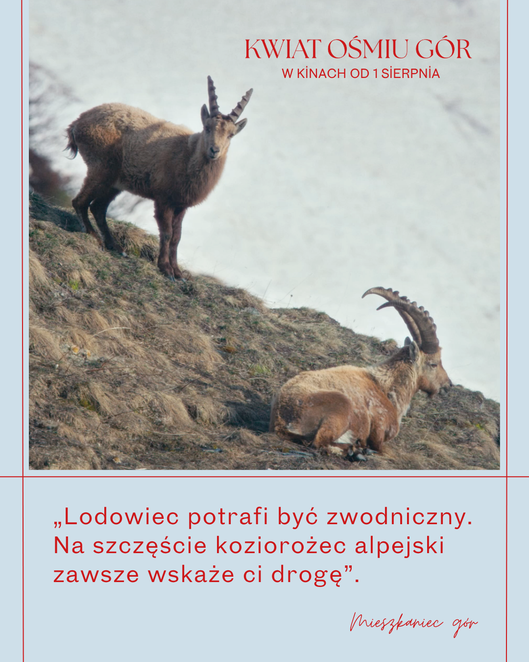 Kwiat ośmiu gór 1×1 cytat